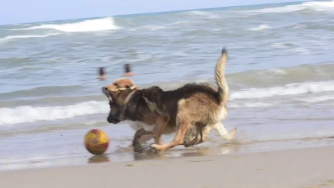 Dogs chasing ball at the beach during summer time Stock Footage 113664061