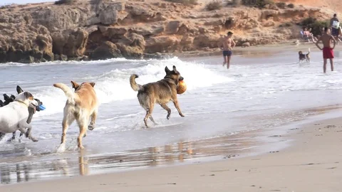 Dogs chasing ball at the beach during summer time 動画素材 113664089