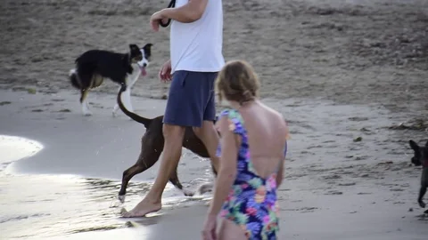 Dogs chasing ball at the beach during summer time Stock Footage 113664157
