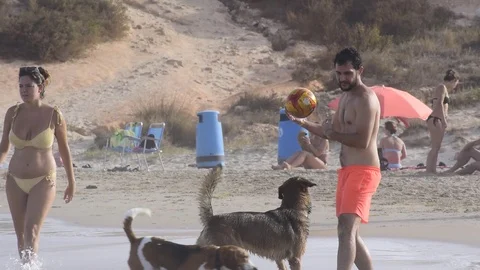 Dogs chasing ball at the beach during summer time Vídeos de archivo 113665468