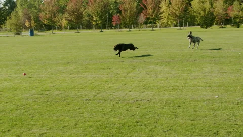 Dogs chasing ball in open field Stock Footage 218610580
