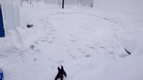 Dogs chasing each other in snow covered area Stock Footage 323976782