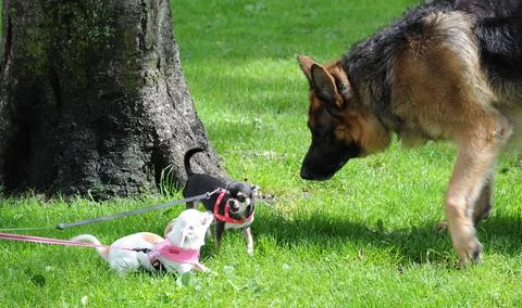Dogs Checking Each Other Out, Bergen, Norway. Stock Photos