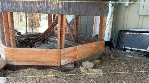 Dogs Circiling a Chicken Coup Stock Footage 245838417