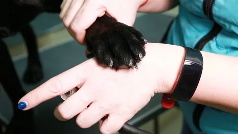 The dog's claws are clipped. This is done. Stock Footage 101229656