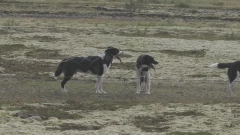 DOGS CLOSE-UP Video stock 328151339