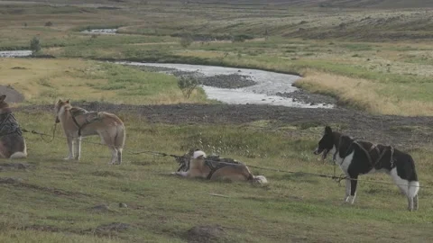 DOGS CLOSE-UP Video stock 328151341