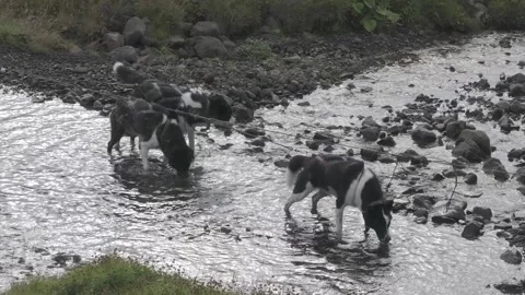 DOGS CLOSE-UP Video stock 328151354