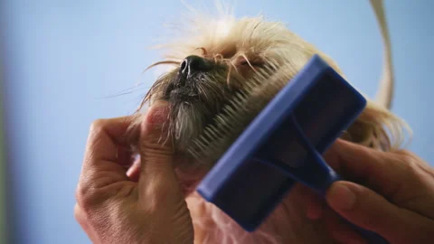 Dogs coat gets combed Stock Footage 274623839