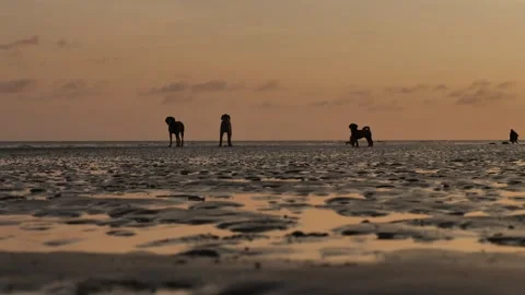 Dogs communicate with each other on a beach at sunset 4K Stock Footage 285837901