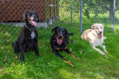 Dogs cooling down in the shadow Stock Photos
