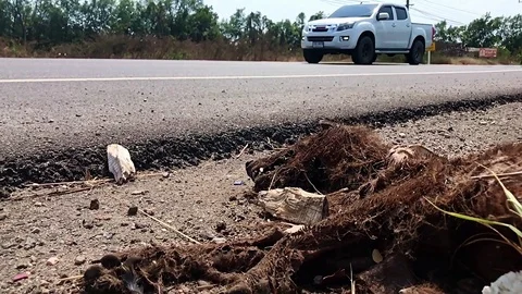 The dog's corpse is lying by road with traffic. Dead dog beside road Stock Footage 119158816