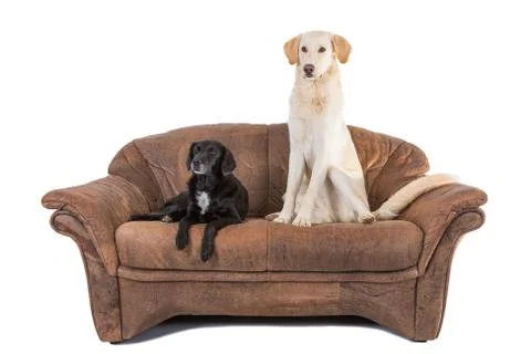 Dogs on couch Stock Photos