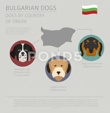 Dogs by country of origin. Bulgarian dog breeds. Infographic template ...