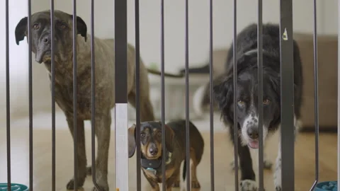 Dogs couped up inside all day waiting to get out Stock Footage 232634494