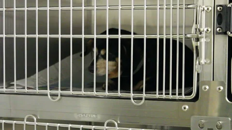 Dogs in Crates with tilt down. Видео 35577278