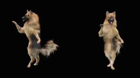 Dogs Dancing, With Alpha matte. Stock Footage 138310076