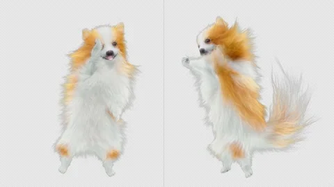 Dogs Dancing, With Alpha matte. Stock Footage 138330002