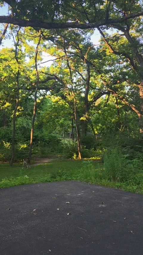 Dogs Dash to Safety as Massive Tree Suddenly Collapses in Backyard, Bull Valley, Stockbeeldmateriaal 341974123