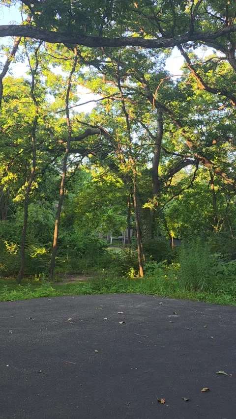 Dogs Dash to Safety as Massive Tree Suddenly Collapses in Backyard, Bull Valley, Stockbeeldmateriaal 341974182