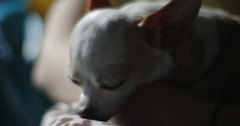 Dog´s Day Series Stock Footage 122690746