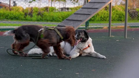 Dogs of different breeds get acquainted at the outdoor dog playground in th.. Stock Footage 318463662