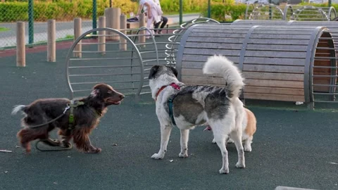 Dogs of different breeds get acquainted at the outdoor dog playground in th.. Stock Footage 318463672