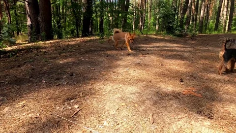 Dogs of different breeds walk side by side in the forest. Stock Footage 246304292