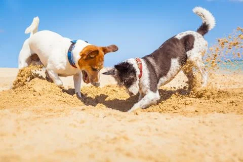 Dogs digging a hole Stock Photos