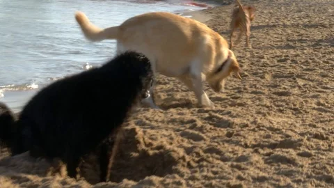 Dogs digs a hole on beach Video stock 124875709