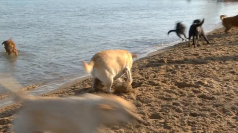 Dogs digs hole on Dog Beach Video stock 124875672