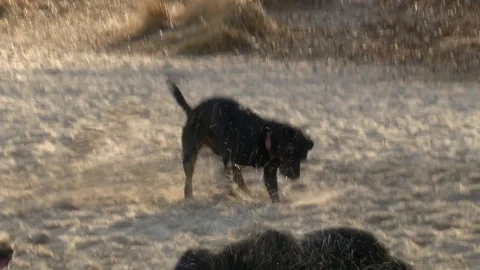 Dogs Digs a hole in sand. Video stock 124875704