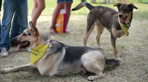 Dogs with disabilities. 스톡 동영상 39945776