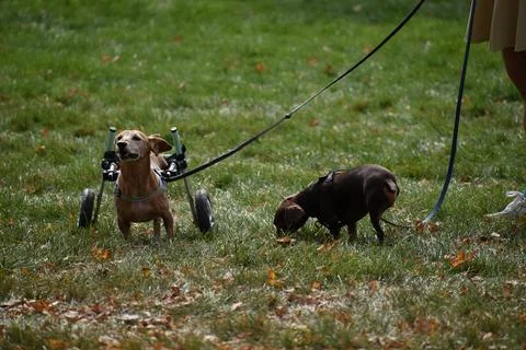 Dogs with disability going for a walk Stock Photos
