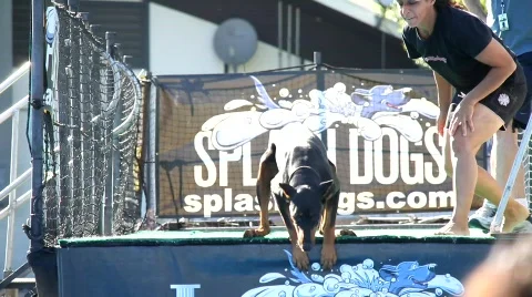 Dogs Dock Diving 3 Stock Footage 758420