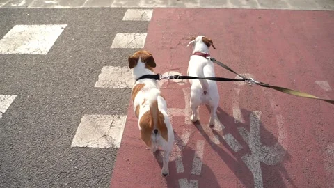Dogs double leash walking red bicycle lane Vídeo Stock 244579848