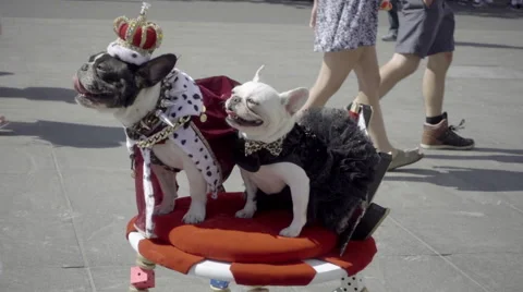 Dogs dressed as kings - royal puppies in royalty costumes in street, funny, NYC Stock Footage