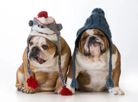 Dogs dressed for winter Foto stock