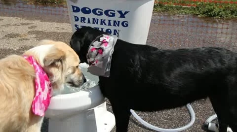 Dogs Drinking 動画素材 11715131