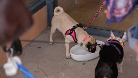 Dogs drinking water Stock Footage 100660804