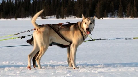 Dogs eager to pull dog sleds at the winter trail in Hemsedal, Norway. Stock Footage 61469335