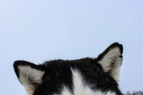 Dog's ears Stock Photos
