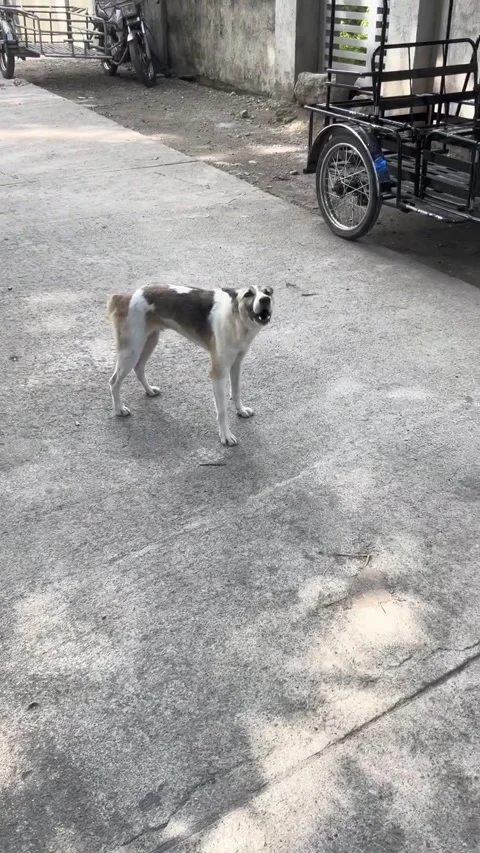 Dog's Engine Has a Hard Start, Colombia Stock Footage 341628483