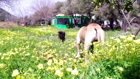 Dogs enjoy the environment at spring Stock Footage 104335261