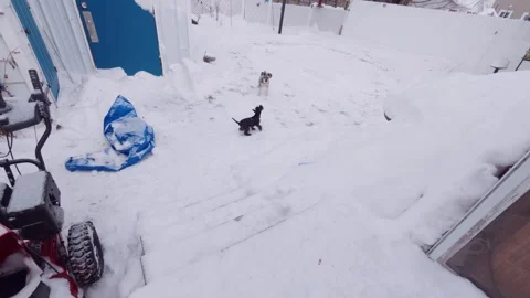 Dogs enjoying snow while playing outside Stock Footage 323976795