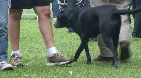Dogs at an Event Stock Footage 995832