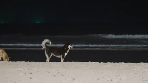 Dogs explore beach at night. Husky and mutt search sand under moonlight. Dark Stock Footage 338092120