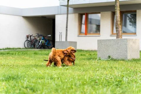 Dogs Exploring the Lawn Stockfoto's