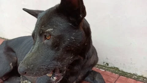 A dog's expression while resting during a hot sunny day Stock Footage 168484252