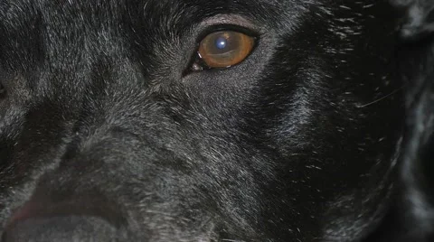 Dog's eye 4K Stock Footage 50621033